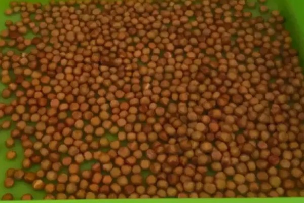 芽苗菜的育苗方法,播种前需浸种