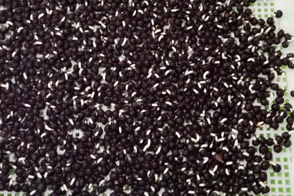 芽苗菜的育苗方法,播种前需浸种