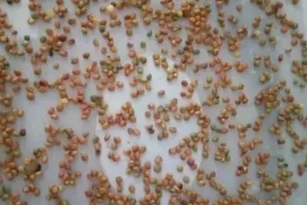 芽苗菜的育苗方法,播种前需浸种