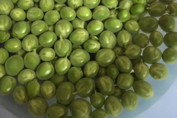 芽苗菜的育苗方法,播种前需浸种