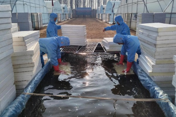 芽苗菜的育苗方法,播种前需浸种