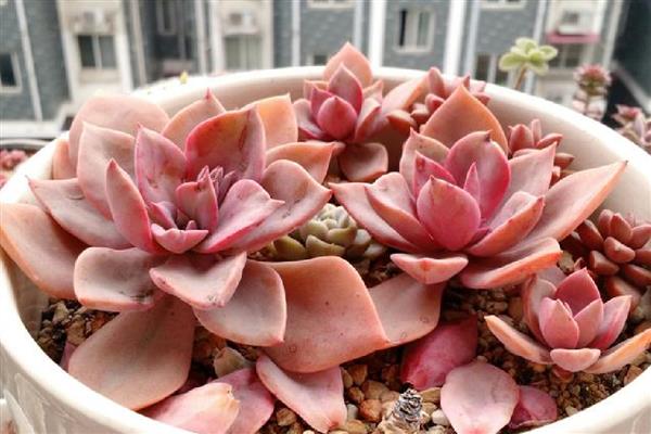 多肉刚剪下来可以插吗，不要立即扦插