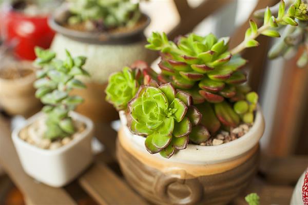 多肉刚剪下来可以插吗，不要立即扦插