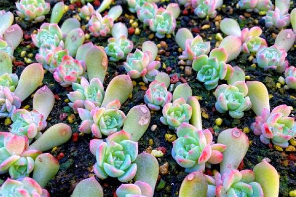 多肉刚剪下来可以插吗，不要立即扦插