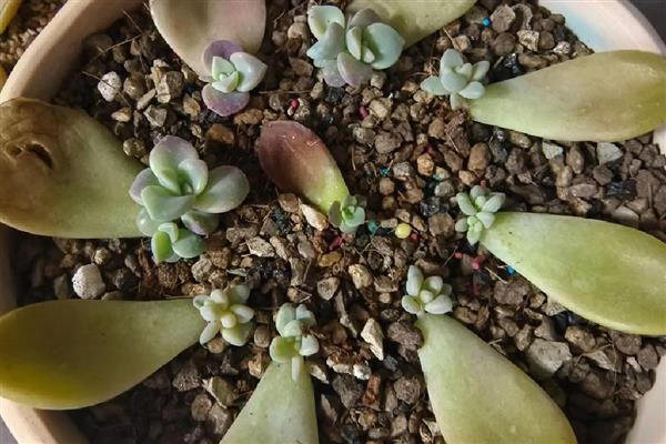 多肉刚剪下来可以插吗，不要立即扦插