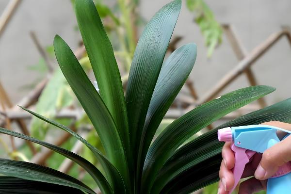 君子兰出现铁锈斑怎么办，摘除病叶并喷施多菌灵