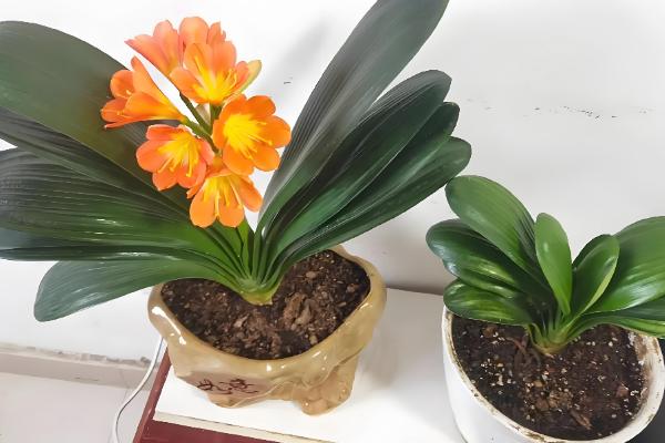 君子兰出现铁锈斑怎么办，摘除病叶并喷施多菌灵