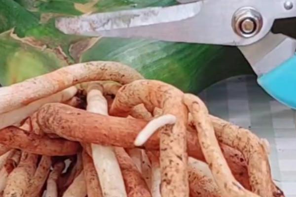 君子兰出现铁锈斑怎么办，摘除病叶并喷施多菌灵