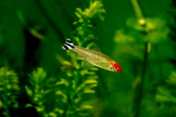 红鼻剪刀鱼可以长多大，主要取决于饲养环境