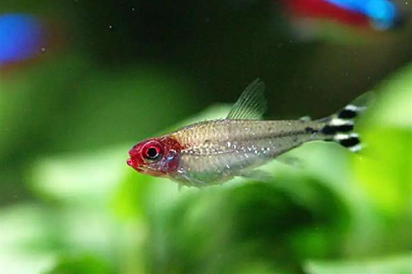 红鼻剪刀鱼可以长多大，主要取决于饲养环境