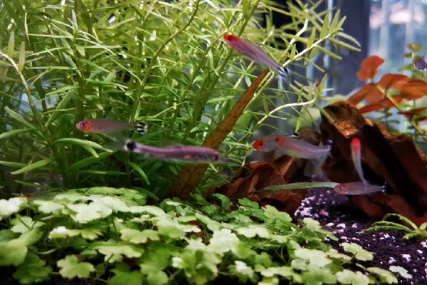 红鼻剪刀鱼可以长多大，主要取决于饲养环境