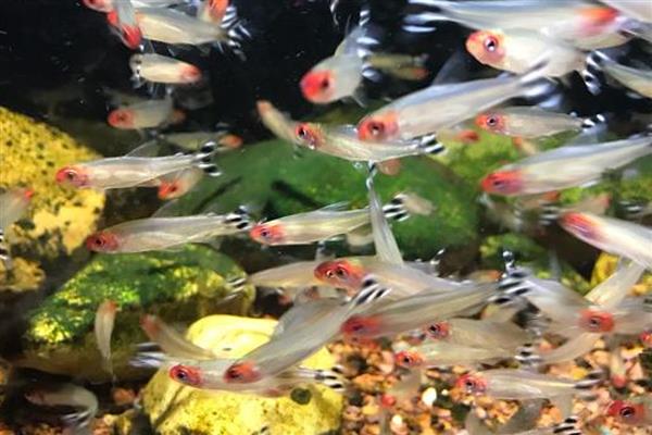 红鼻剪刀鱼可以长多大，主要取决于饲养环境