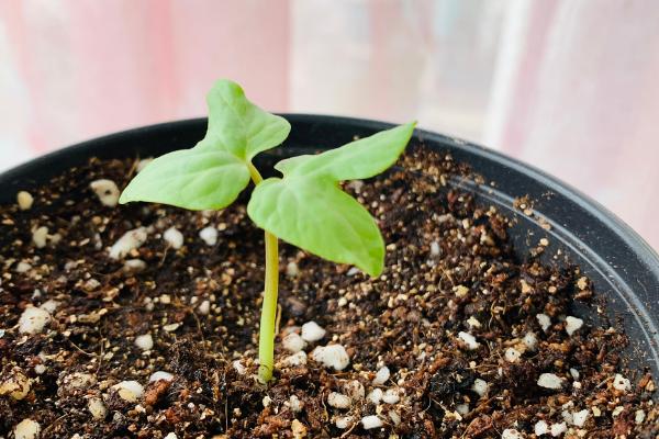 牵牛花夏天还可以种种子吗，夏天可以种