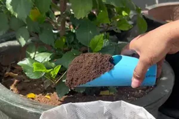 牵牛花夏天还可以种种子吗，夏天可以种