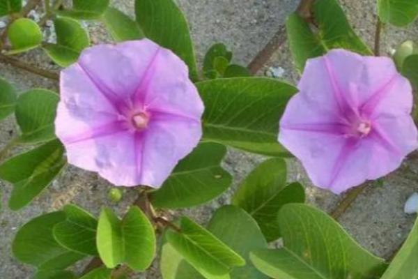 牵牛花夏天还可以种种子吗，夏天可以种