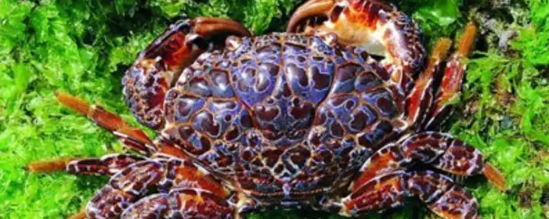 哪些螃蟹有毒禁止食用，毒鳞斑蟹、铜铸熟若蟹等品种有带有毒性