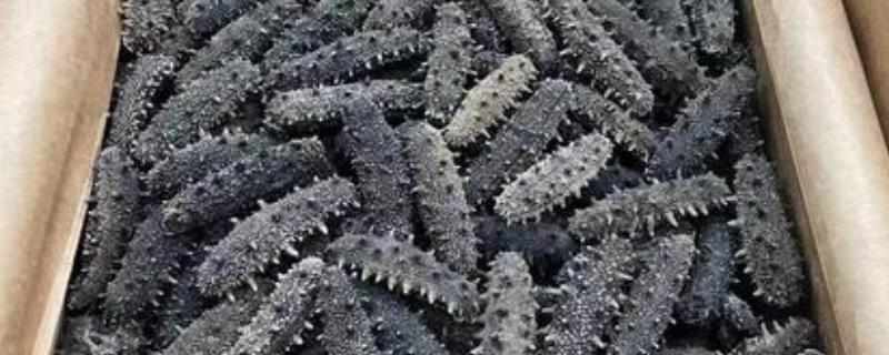 干海参是否过期如何判断，可观察外表