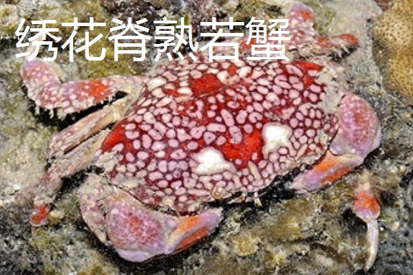 哪些螃蟹有毒禁止食用，毒鳞斑蟹、铜铸熟若蟹等品种有带有毒性