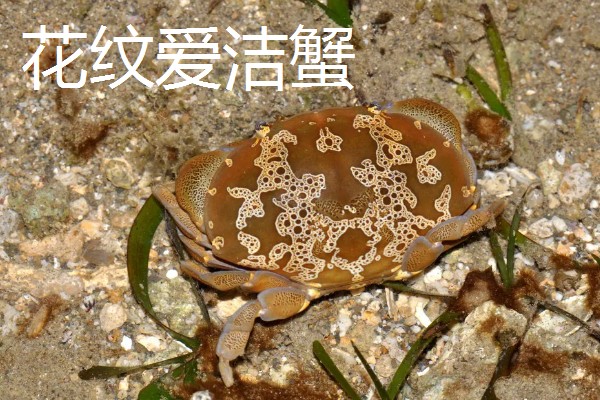 哪些螃蟹有毒禁止食用，毒鳞斑蟹、铜铸熟若蟹等品种有带有毒性