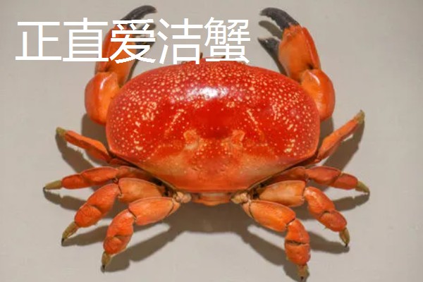 哪些螃蟹有毒禁止食用，毒鳞斑蟹、铜铸熟若蟹等品种有带有毒性