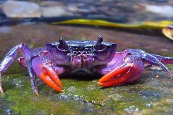 哪些螃蟹有毒禁止食用，毒鳞斑蟹、铜铸熟若蟹等品种有带有毒性