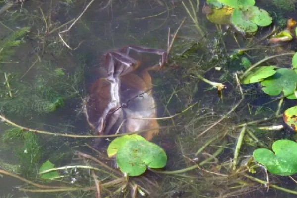 哪些螃蟹有毒禁止食用，毒鳞斑蟹、铜铸熟若蟹等品种有带有毒性