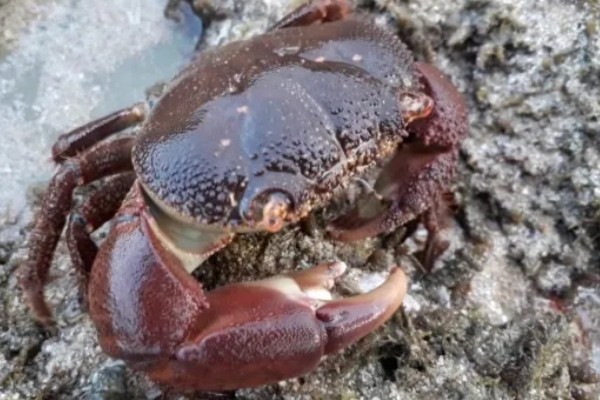 哪些螃蟹有毒禁止食用，毒鳞斑蟹、铜铸熟若蟹等品种有带有毒性