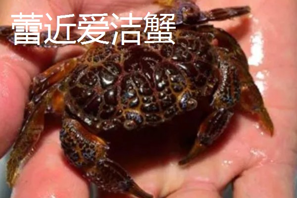 哪些螃蟹有毒禁止食用，毒鳞斑蟹、铜铸熟若蟹等品种有带有毒性