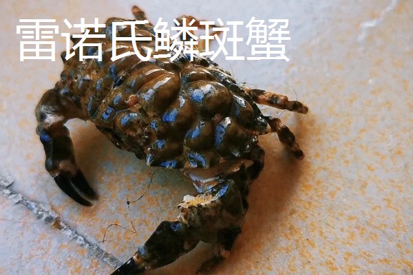 哪些螃蟹有毒禁止食用，毒鳞斑蟹、铜铸熟若蟹等品种有带有毒性