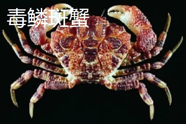 哪些螃蟹有毒禁止食用，毒鳞斑蟹、铜铸熟若蟹等品种有带有毒性