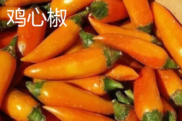 辣椒有哪几种，常见的小米椒、朝天椒等