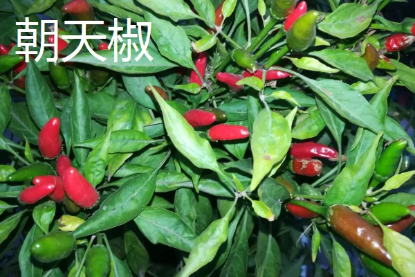 辣椒有哪几种，常见的小米椒、朝天椒等