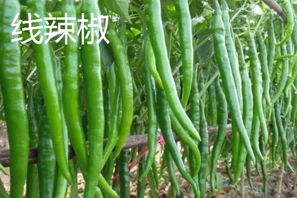 辣椒有哪几种，常见的小米椒、朝天椒等
