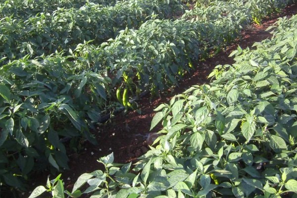 辣椒有哪几种，常见的小米椒、朝天椒等