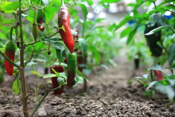 辣椒有哪几种，常见的小米椒、朝天椒等