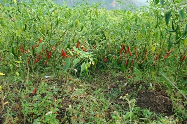 辣椒有哪几种，常见的小米椒、朝天椒等
