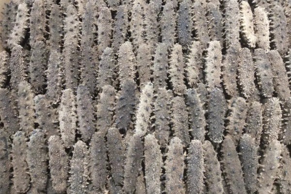 干海参是否过期如何判断，可观察外表