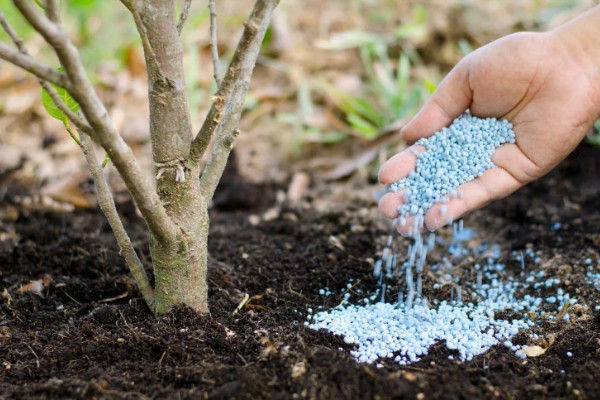 使用复合肥要注意什么，冬季应该少施、勤施