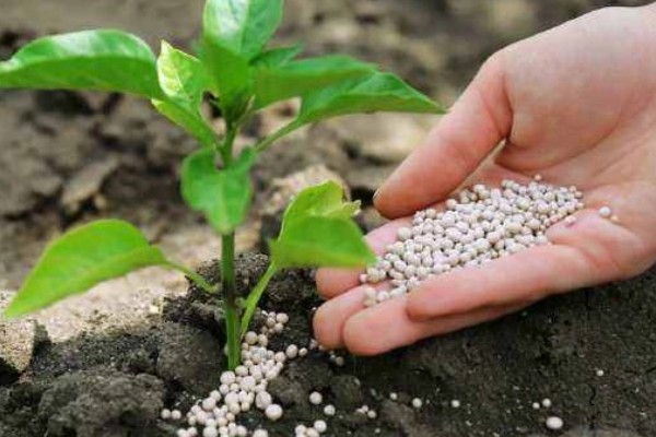 使用复合肥要注意什么，冬季应该少施、勤施