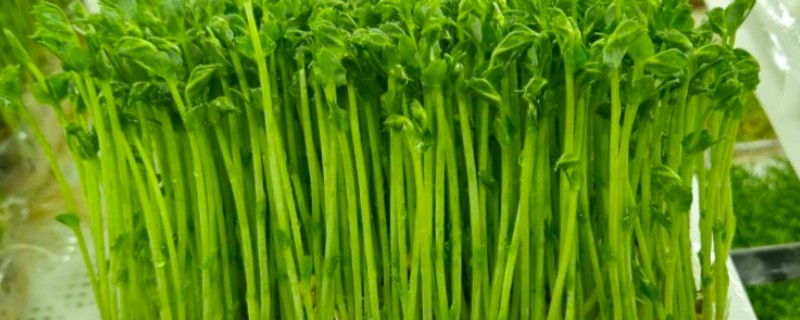 芽苗菜的育苗方法,播种前需浸种