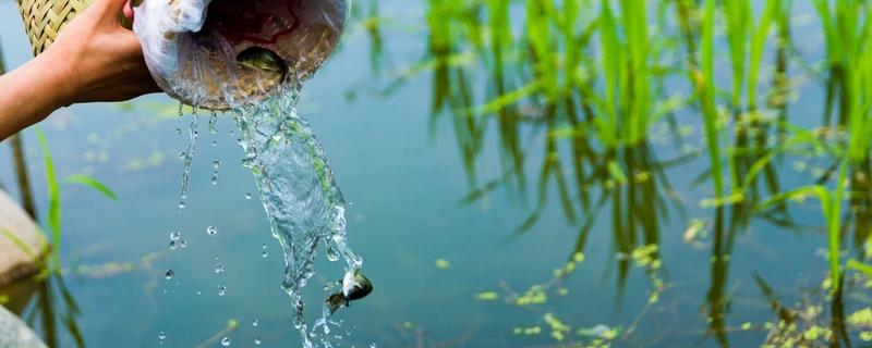 一亩地可以养多少稻花鱼，可以养7000斤到1000斤