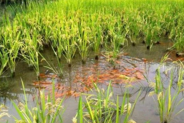 一亩地可以养多少稻花鱼，可以养7000斤到1000斤