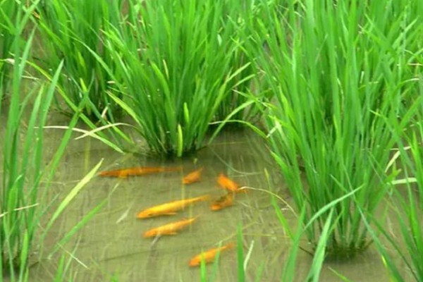 一亩地可以养多少稻花鱼，可以养7000斤到1000斤