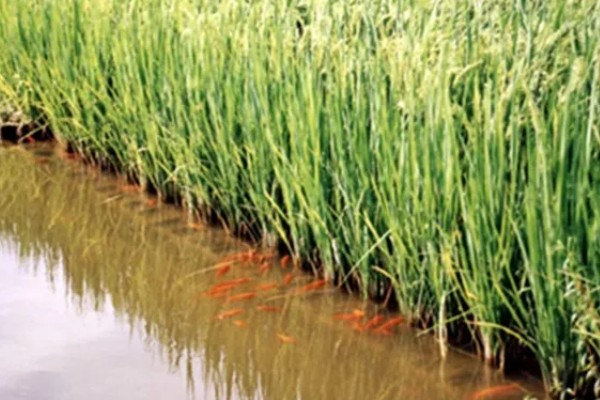 一亩地可以养多少稻花鱼，可以养7000斤到1000斤