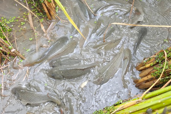 一亩地可以养多少稻花鱼，可以养7000斤到1000斤