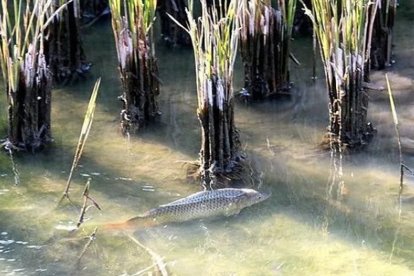 一亩地可以养多少稻花鱼，可以养7000斤到1000斤