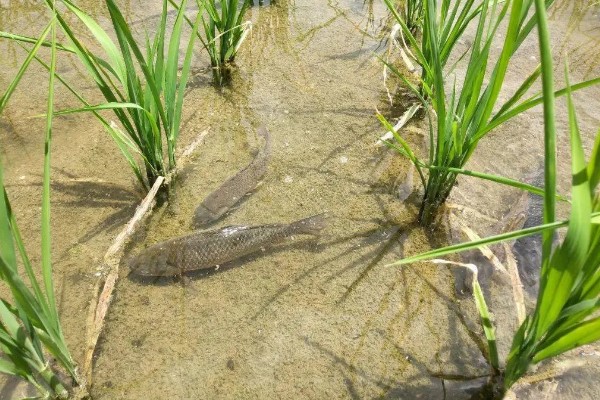 一亩地可以养多少稻花鱼，可以养7000斤到1000斤