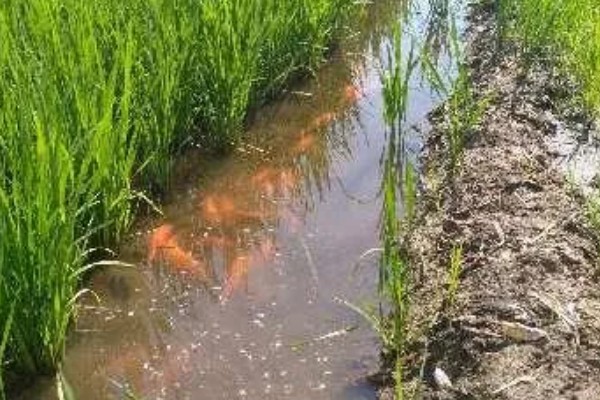 一亩地可以养多少稻花鱼，可以养7000斤到1000斤