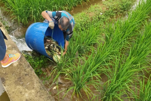 一亩地可以养多少稻花鱼，可以养7000斤到1000斤