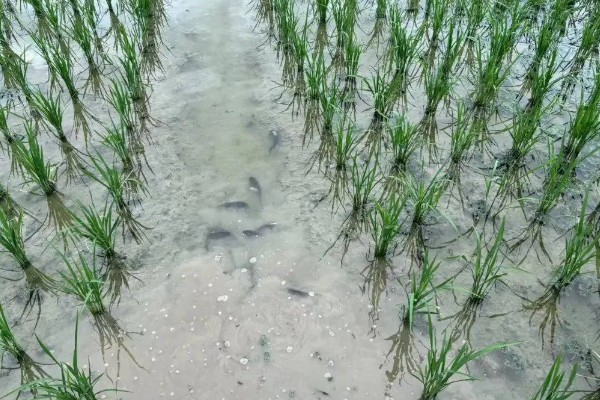 一亩地可以养多少稻花鱼，可以养7000斤到1000斤